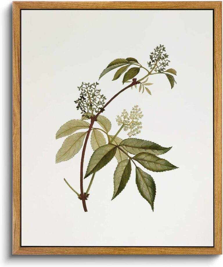 VIYYIEA Framed Vintage Botanical Wall Art Prints Sambucus Racemosa Plant Canvas Wall Art Painting Prints Rustic Farmhouse Wall Decor for Bedroom Living Room Bathroom Pictures 9″x11″